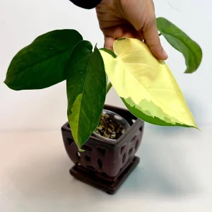 Syngonium Chiapense Albo Variegated Live Plant - Rare Indoor Aroid - Image 5