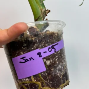 Syngonium Chiapense Albo Variegated Live Plant - Rare Indoor Aroid - Image 7