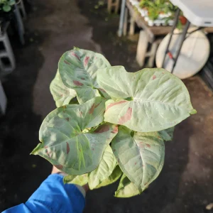 Syngonium Fiesta Live Plant - Rare Arrowhead Houseplant in 4 inch Pot - Easy Indoor Plant - Image 2