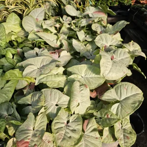 Syngonium Fiesta Live Plant - Rare Arrowhead Houseplant in 4 inch Pot - Easy Indoor Plant - Image 7