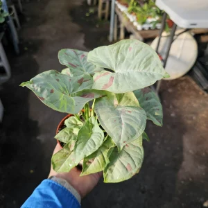 Syngonium Fiesta Live Plant - Rare Arrowhead Houseplant in 4 inch Pot - Easy Indoor Plant - Image 8