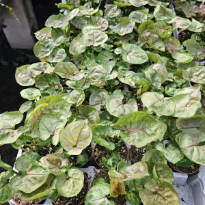 Syngonium Mango Allusion Arrowhead Vine Live Plant - 2 inch Pot - Easy Care Houseplant - Image 2