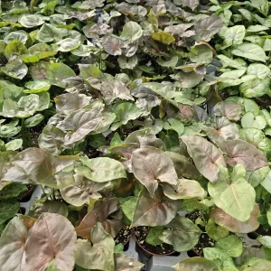 Syngonium Maria Allusion Live Plant – Arrowhead Vine – 2in Pot – Indoor Houseplant - Image 2