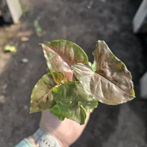 Syngonium Maria Allusion Live Plant – Arrowhead Vine – 2in Pot – Indoor Houseplant - Image 3