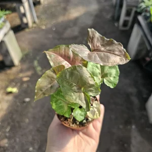 Syngonium Maria Allusion Live Plant – Arrowhead Vine – 2in Pot – Indoor Houseplant - Image 1