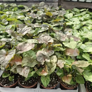 Syngonium Maria Allusion Live Plant – Arrowhead Vine – 2in Pot – Indoor Houseplant - Image 4