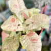 Syngonium Milk Confetti Live Plant - Starter Houseplant - Indoor Foliage - Image 1