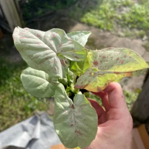 Syngonium Milk Confetti Live Plant - Starter Houseplant - Indoor Foliage - Image 2