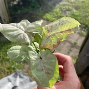 Syngonium Milk Confetti Live Plant - Starter Houseplant - Indoor Foliage - Image 3