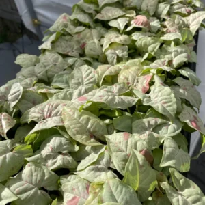 Syngonium Milk Confetti Live Plant - Starter Houseplant - Indoor Foliage - Image 4