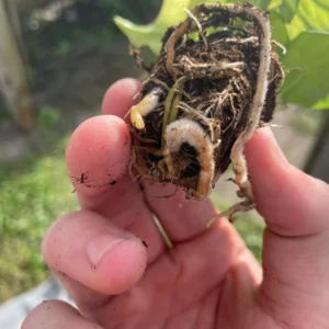 Syngonium Milk Confetti Live Plant - Starter Houseplant - Indoor Foliage - Image 5