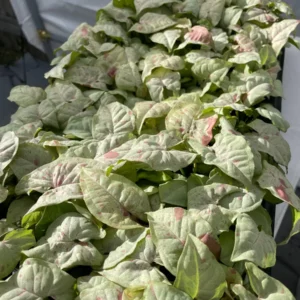 Syngonium Milk Confetti Live Plant - Starter Houseplant - Indoor Foliage - Image 6