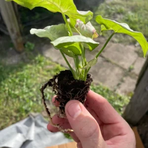 Syngonium Milk Confetti Live Plant - Starter Houseplant - Indoor Foliage - Image 7