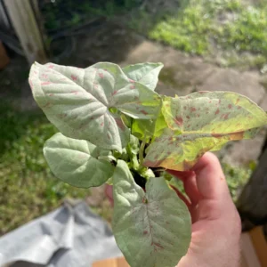 Syngonium Milk Confetti Live Plant - Starter Houseplant - Indoor Foliage - Image 8