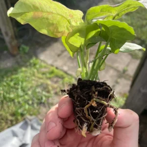 Syngonium Milk Confetti Live Plant - Starter Houseplant - Indoor Foliage - Image 9