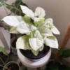 Syngonium Moonshine Live Plant - Starter Houseplant - Indoor Decor - Image 1