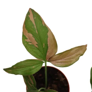 Syngonium Pink Splash Live Plant - 4 inch Pot - Indoor Aroid - Image 2