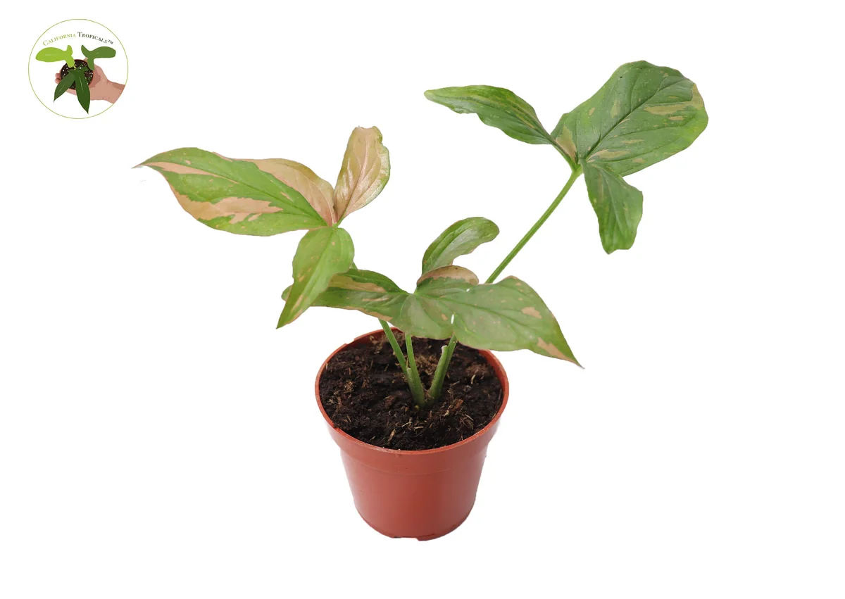 Syngonium Pink Splash Live Plant - 4 inch Pot - Indoor Aroid - Image 1