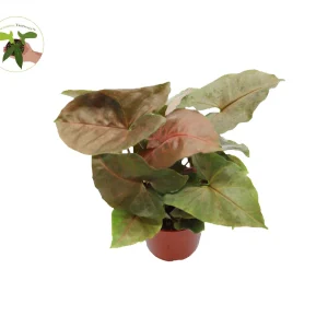 Syngonium Plum Allusion Live Plant – 4 inch Potted Houseplant – Indoor Arrowhead Vine - Image 1