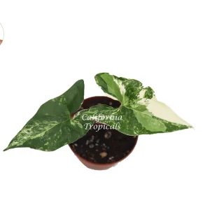 Syngonium Podophyllum Albo-Variegatum Live Plant – 2 inch Pot – Indoor Houseplant - Image 2