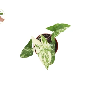 Syngonium Podophyllum Albo-Variegatum Live Plant - 4 inch Pot - Indoor Arrowhead Vine - Image 2