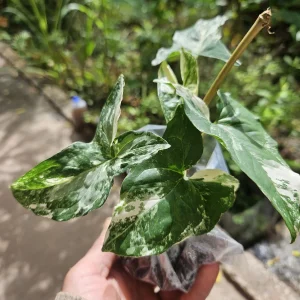 Syngonium Podophyllum Albo-Variegatum Live Plant – Rooted – Indoor Houseplant - Image 2