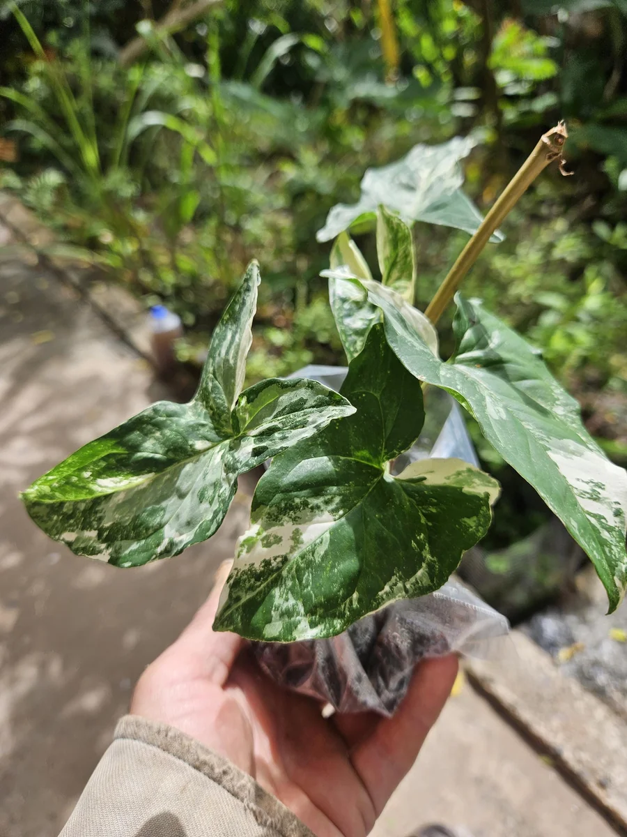 Syngonium Podophyllum Albo-Variegatum Live Plant – Rooted – Indoor Houseplant - Image 2