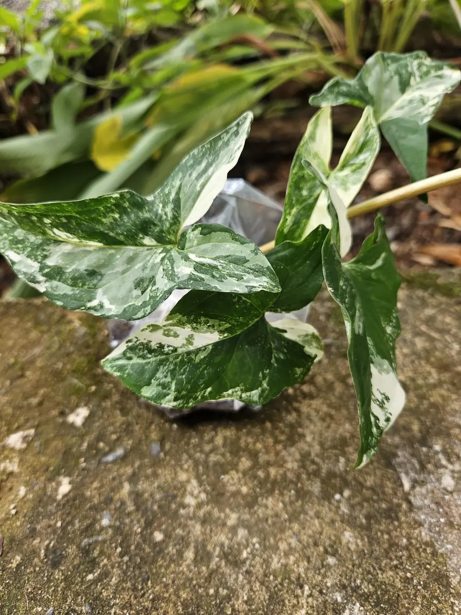Syngonium Podophyllum Albo-Variegatum Live Plant – Rooted – Indoor Houseplant - Image 3