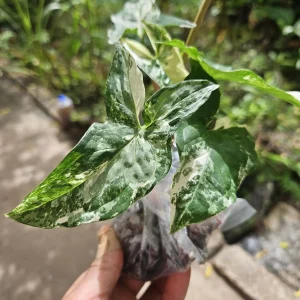 Syngonium Podophyllum Albo-Variegatum Live Plant – Rooted – Indoor Houseplant - Image 1
