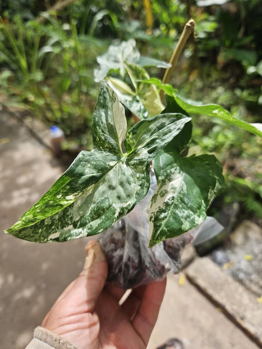Syngonium Podophyllum Albo-Variegatum Live Plant – Rooted – Indoor Houseplant - Image 1