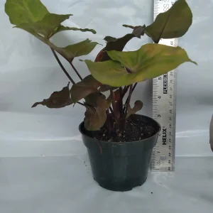 Syngonium Podophyllum Live Plant – Green & Red Arrowhead Vine – 4 Inch Pot – Indoor Houseplant - Image 2