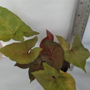 Syngonium Podophyllum Live Plant – Green & Red Arrowhead Vine – 4 Inch Pot – Indoor Houseplant - Image 3