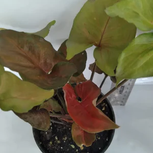 Syngonium Podophyllum Live Plant – Green & Red Arrowhead Vine – 4 Inch Pot – Indoor Houseplant - Image 1