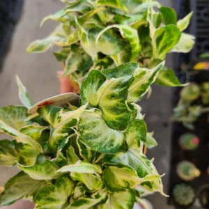 Syngonium Starlite Live Plant - 2 inch Pot - Indoor Potted Houseplant - Image 1