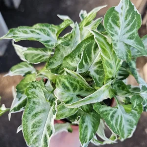 Syngonium Starlite Live Plant – Rare Arrowhead Houseplant in 4in Pot – Easy Indoor - Image 2