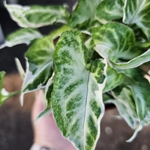 Syngonium Starlite Live Plant – Rare Arrowhead Houseplant in 4in Pot – Easy Indoor - Image 4