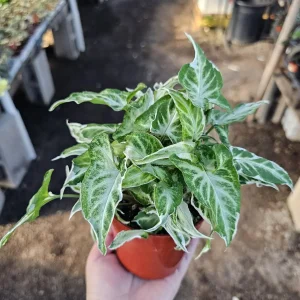 Syngonium Starlite Live Plant – Rare Arrowhead Houseplant in 4in Pot – Easy Indoor - Image 5