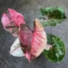 Syngonium Strawberry Ice Live Plant - Rare Aroid Houseplant for Indoor Decor - Image 1