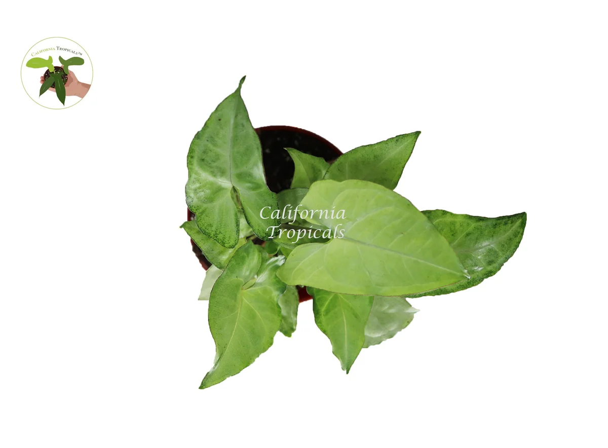 Syngonium White Butterfly Live Plant – 4 inch Pot – Indoor Houseplant - Image 2