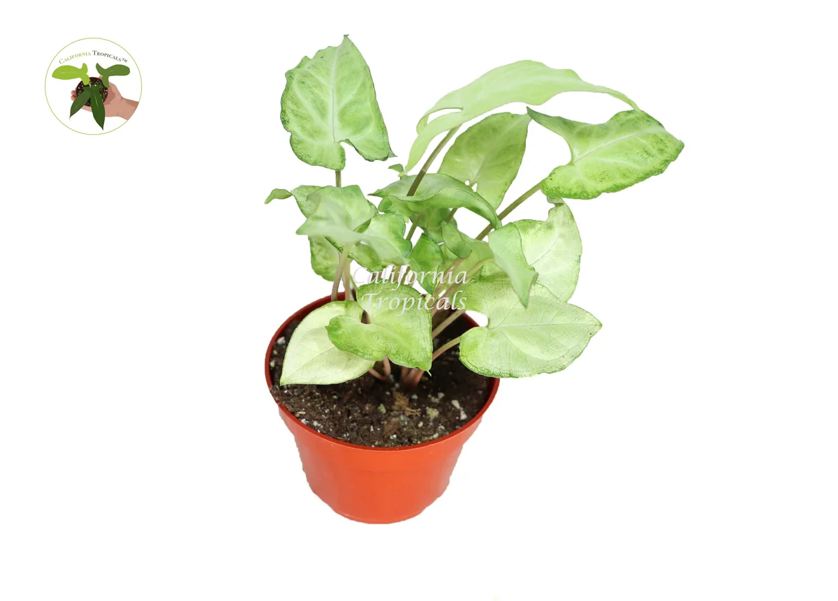Syngonium White Butterfly Live Plant – 4 inch Pot – Indoor Houseplant - Image 1