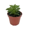 Taco Leaf Peperomia Live Plant - Peperomia axilaris - Easy Succulent Houseplant - 2.5" Pot - Image 1