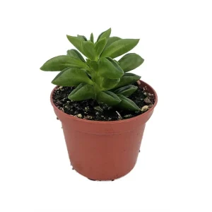 Taco Leaf Peperomia Live Plant - Peperomia axilaris - Easy Succulent Houseplant - 2.5