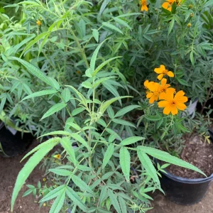 Tagetes Lemonii Mexican Bush Marigold Live Plant – 1 Gallon Pot – Outdoor - Image 2