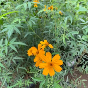 Tagetes Lemonii Mexican Bush Marigold Live Plant – 1 Gallon Pot – Outdoor - Image 1