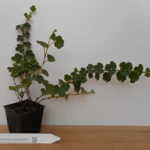 Taiwan Creeping Raspberry Live Plant - Edible Berries Ground Cover - Zones 6-10 - Image 1