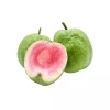 Taiwan Ruby Seedless Guava Live Plant – 1-2 ft Tall Tree – Ships in 6 inch Pot - Image 1