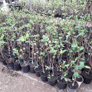 Taiwan Ruby Seedless Guava Live Plant – Grafted, 2 Ft Tall, 3 Gallon Pot - Image 2