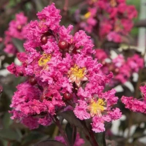 Takane Ruby Pink Buckwheat Flower Seeds - 50 Seeds - Annual Cover Crop - Image 3