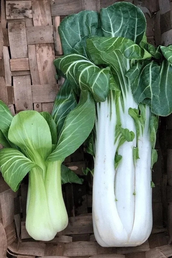 Tall Gao Jiao Pak Choi Seeds – Non-GMO Asian Vegetable Seeds – Matures in 40 Days - Image 3