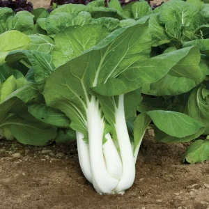Tall Gao Jiao Pak Choi Seeds – Non-GMO Asian Vegetable Seeds – Matures in 40 Days - Image 1